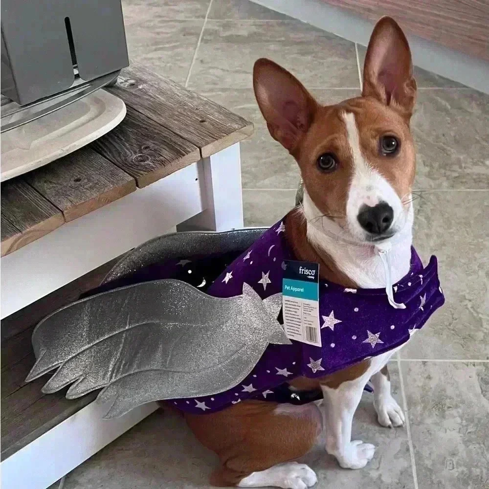 Frisco Shooting Star-Pegasus Dog or Cat 2 piece costume 💫